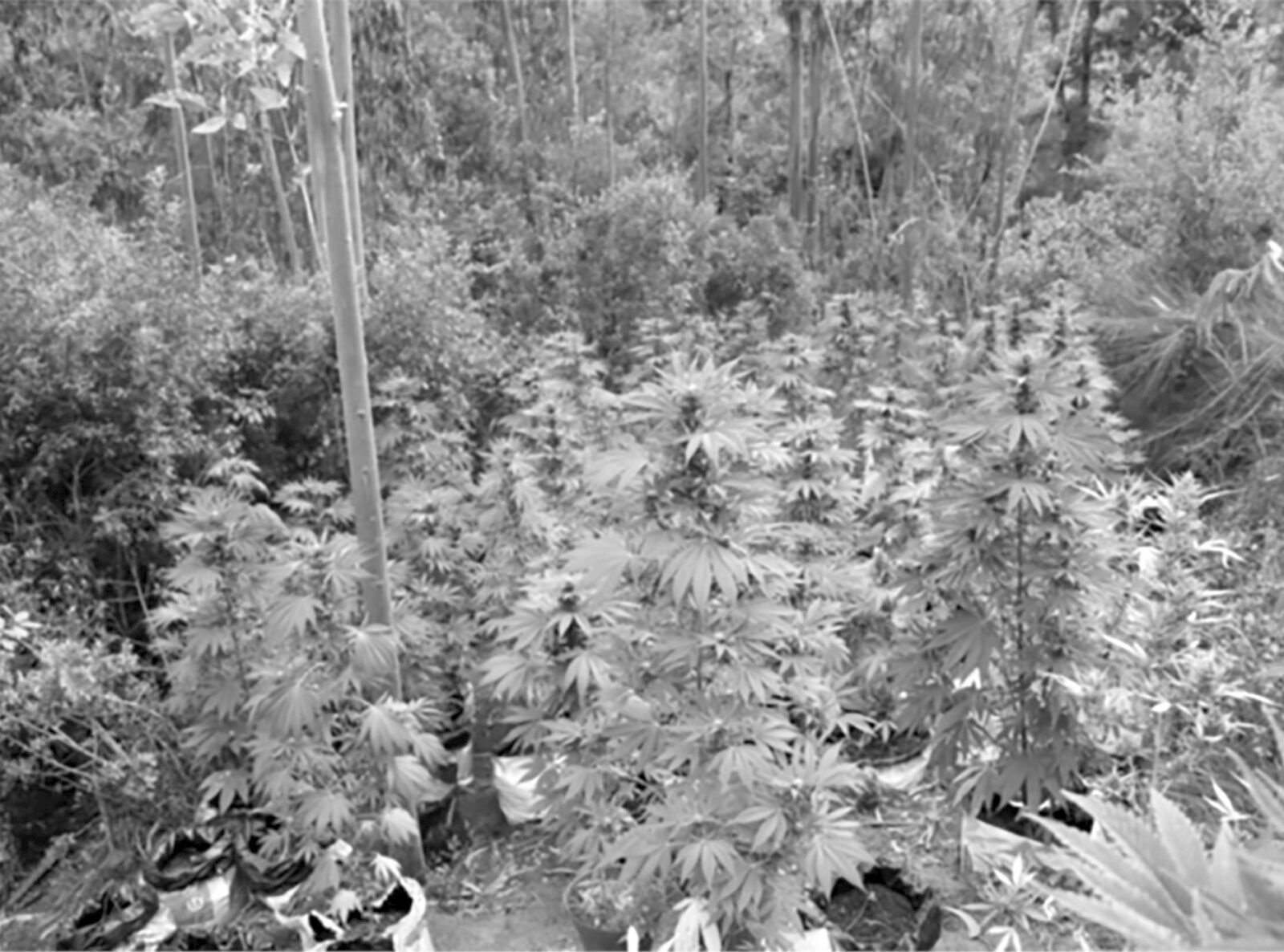 Plantação no Balancal, Valdeira