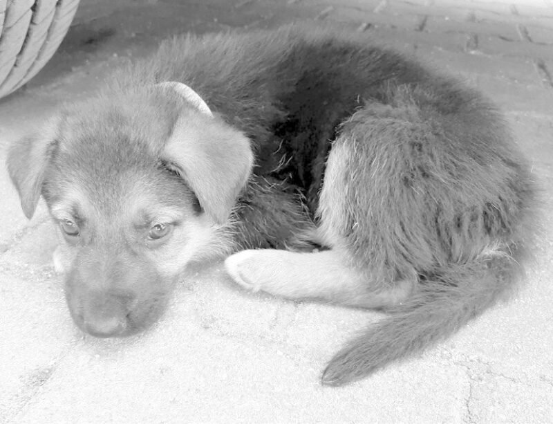 Crónica Animal III