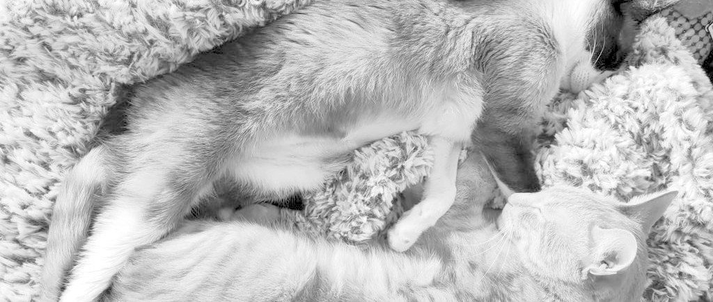 Crónica Animal VI - A importância da desparasitação externa