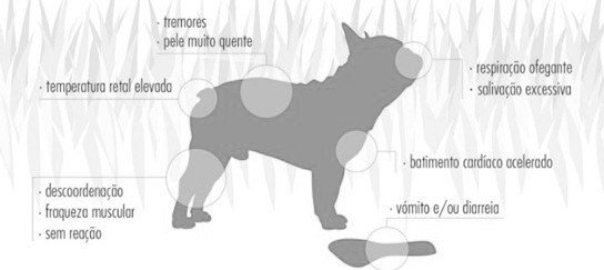 Crónica Animal VII - patologias associadas a altas temperaturas