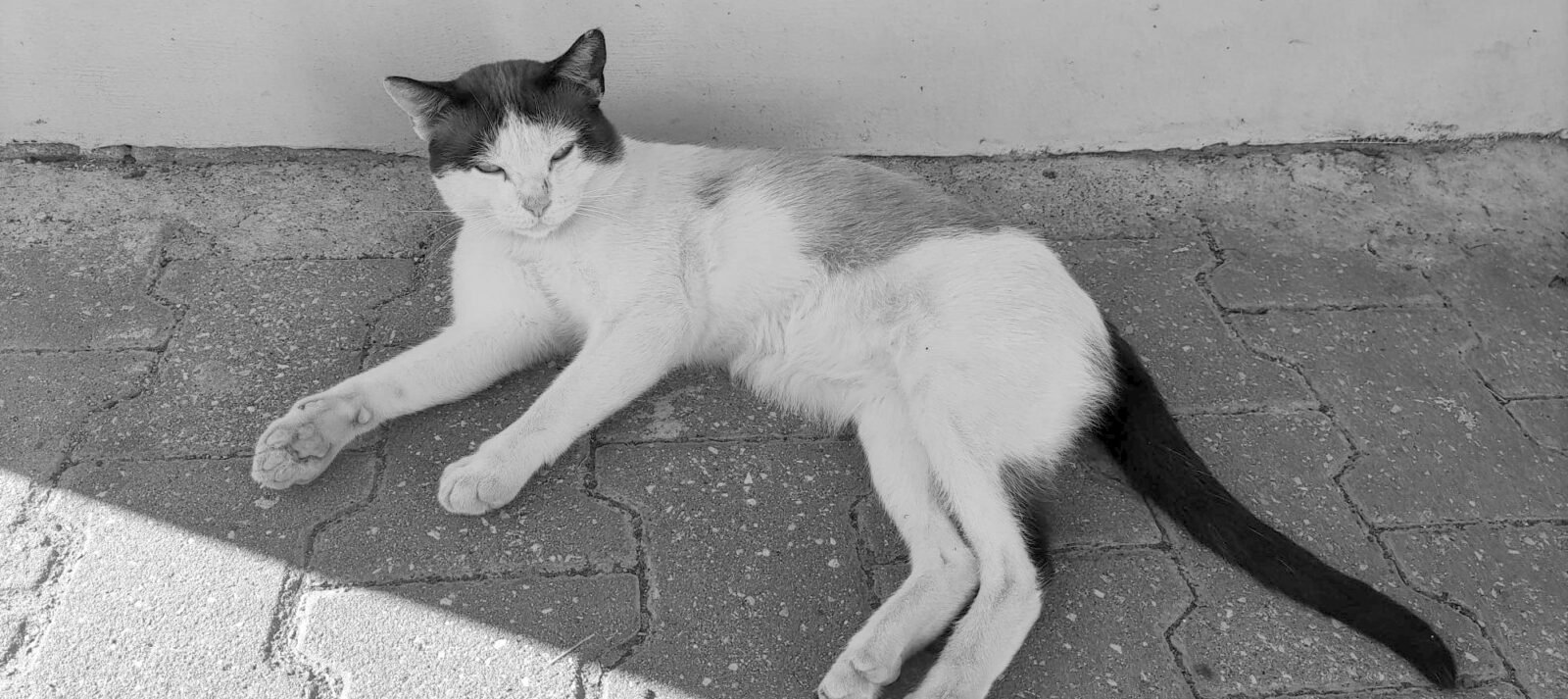 Crónica Animal VIII