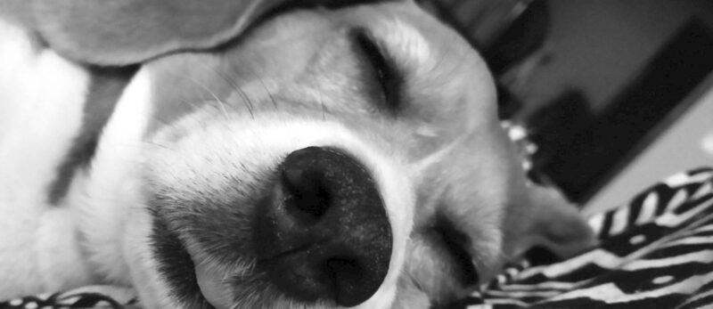 Crónica Animal XII