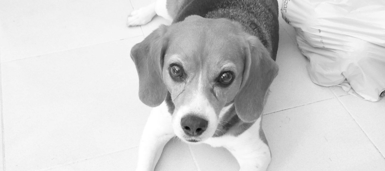 Crónica Animal XIII