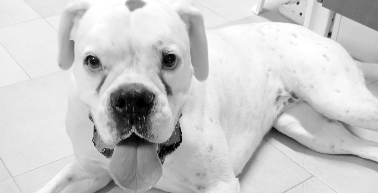 Crónica Animal XIV