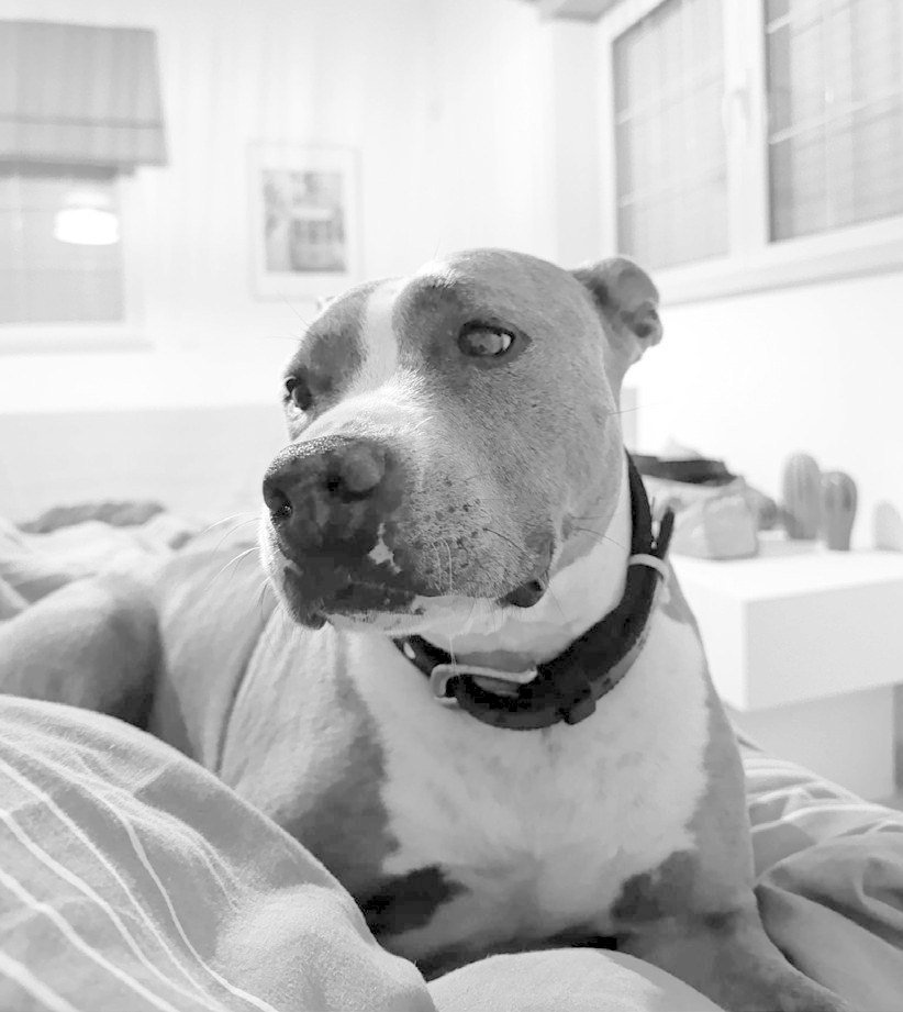 Crónica Animal XV