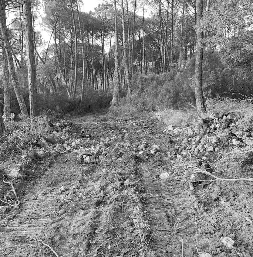 Alargamento de caminhos na Martinela