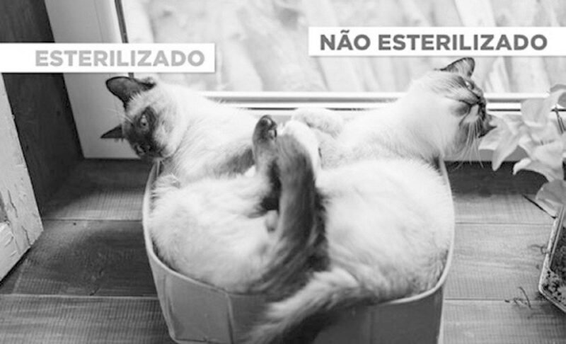 Esterilização dos animais de companhia