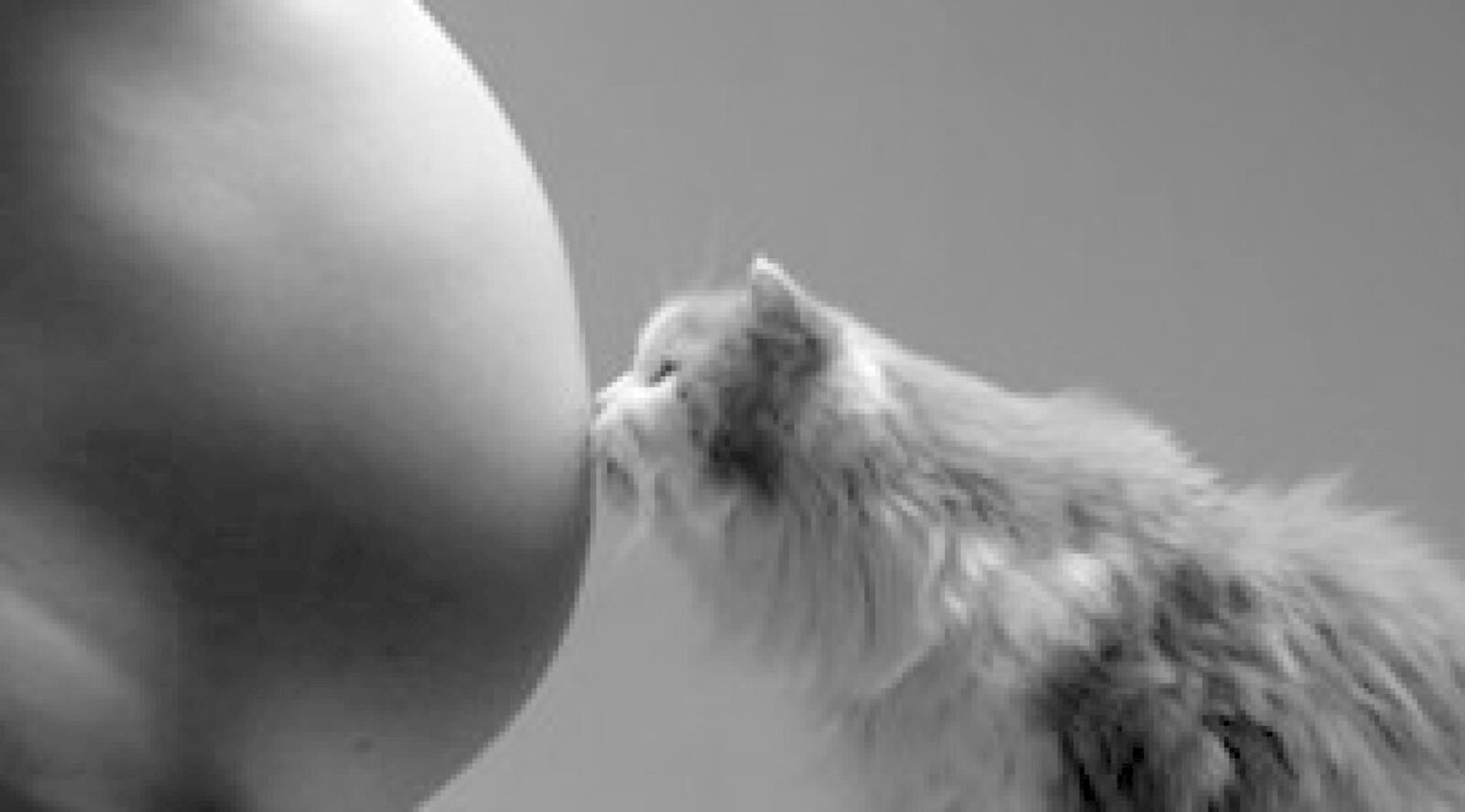 A toxoplasmose
