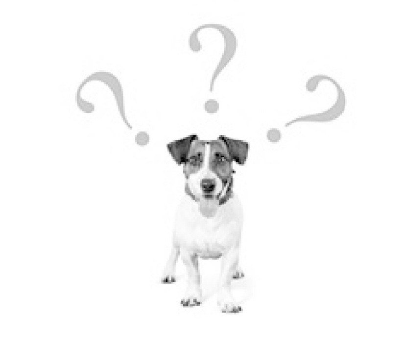 Mitos sobre gatos