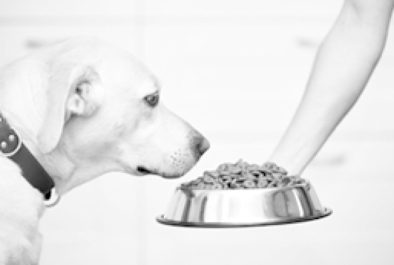 Alimentação dos animais de companhia