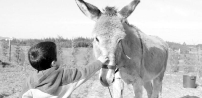 Os benefícios dos animais no desenvolvimento das crianças