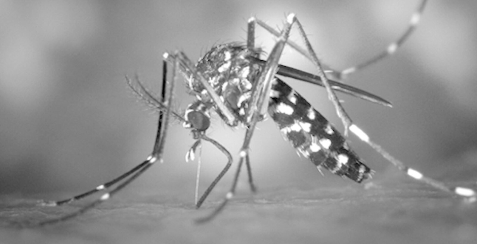 O mosquito-tigre às portas de Leiria – o que a nossa comunidade deve saber