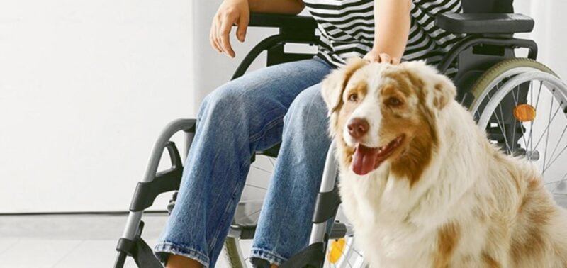 Terapia assistida por animais
